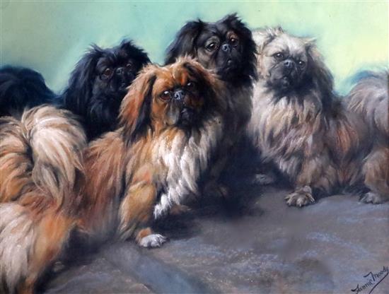 Fannie Moody (1861-1948) The Family; four Pekinese dogs 24 x 31in.